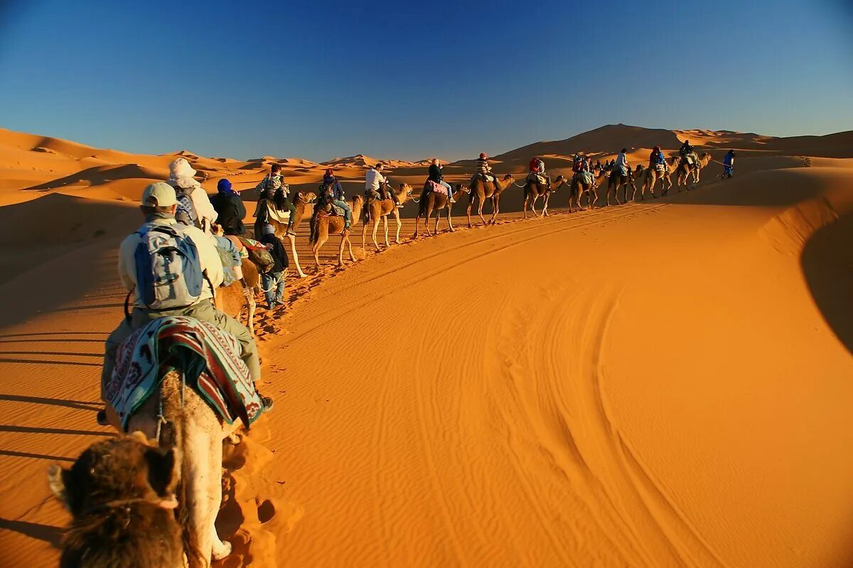 Марокко пустыня Мерзуга. Merzouga Марокко. Марокко пустыня Караваны. Марокко пустыня сахара на верблюдах. Караван путешествий