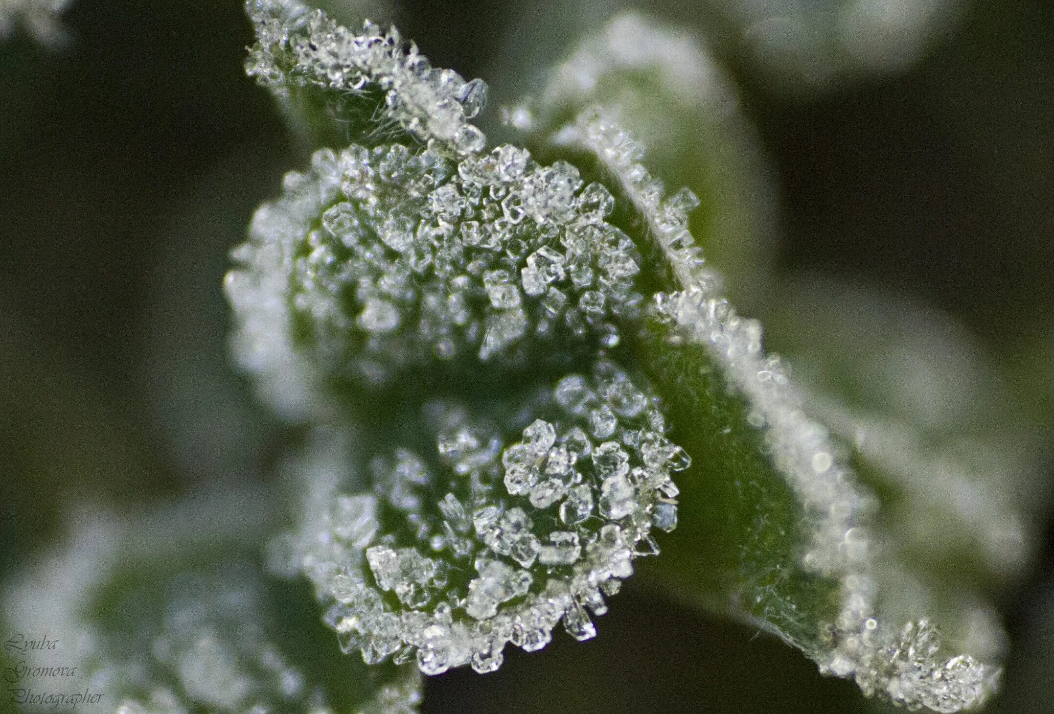 Бесплатные стоковые фото таяние снега цветы. Беленький подснежник. Snow drop. Подснежник борткевича. Подснежник галантус.