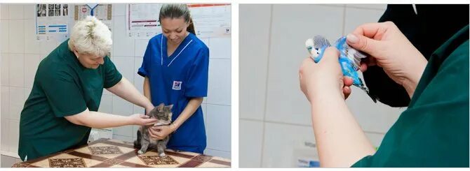 Атерис тамбов ветклиника. Ирбит здоровья животных. Улица свердлова 9 ижевск. Центр здоровья животных благовещенск. Центр здоровья животных уфа.
