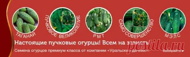 Пакет семян. Магазин семена почтой. Семена цветов почтой. Семена овощей. Семена озеры московской.