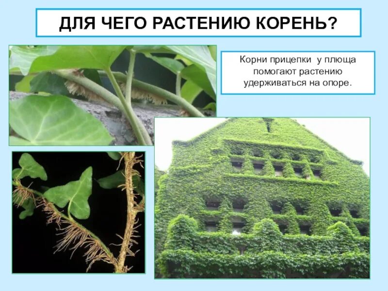 Корни прицепки примеры растений Корни плюща
