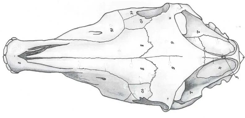 Череп лошади с дорсальной поверхности. Череп лошади с вентральной стороны. Череп лошади с вентральной поверхности. Затылочная кость коровы анатомия. Гребни на костях животных изменчивы