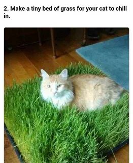 Травка для котиков