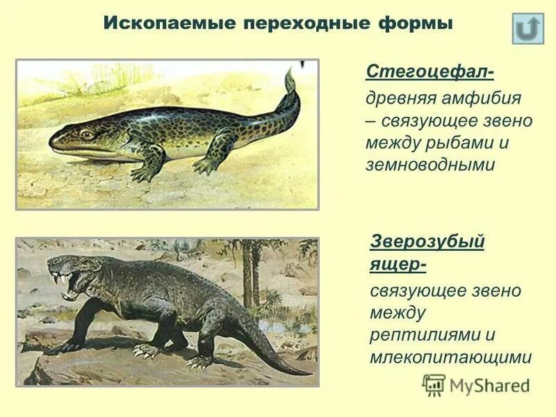 Стегоцефал переходная форма между