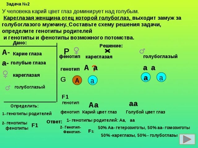Гаметы образуемые гомозиготными особями. Гаметы образуемые гомозиготными особями