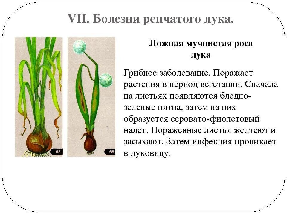 Onion storage - diseases and their control from A to Z Site about the garden, co