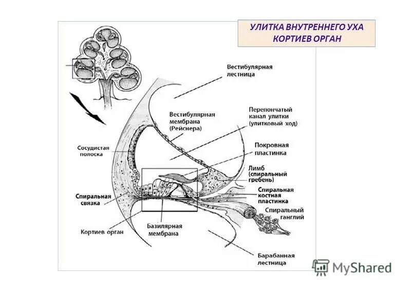 Кортиев орган вестибулярный аппарат. Кортиев орган базилярная мембрана. Слуховой анализатор Кортиев орган. Кортиев орган внутреннего уха. Улитка уха Кортиев орган.