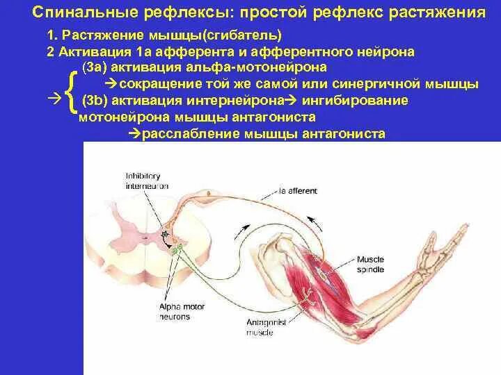 Схема перистальтического рефлекса. Схема рефлекторного сокращения мышц. Спинальные мотонейроны. Рефлекторная дуга Альфа мотонейрона. Дуга сгибательного рефлекса