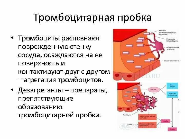 Адгезия и агрегация тромбоцитов. Формирование тромбоцитов. Образование тромбоцитов. Формирование тромбоцитарной пробки.