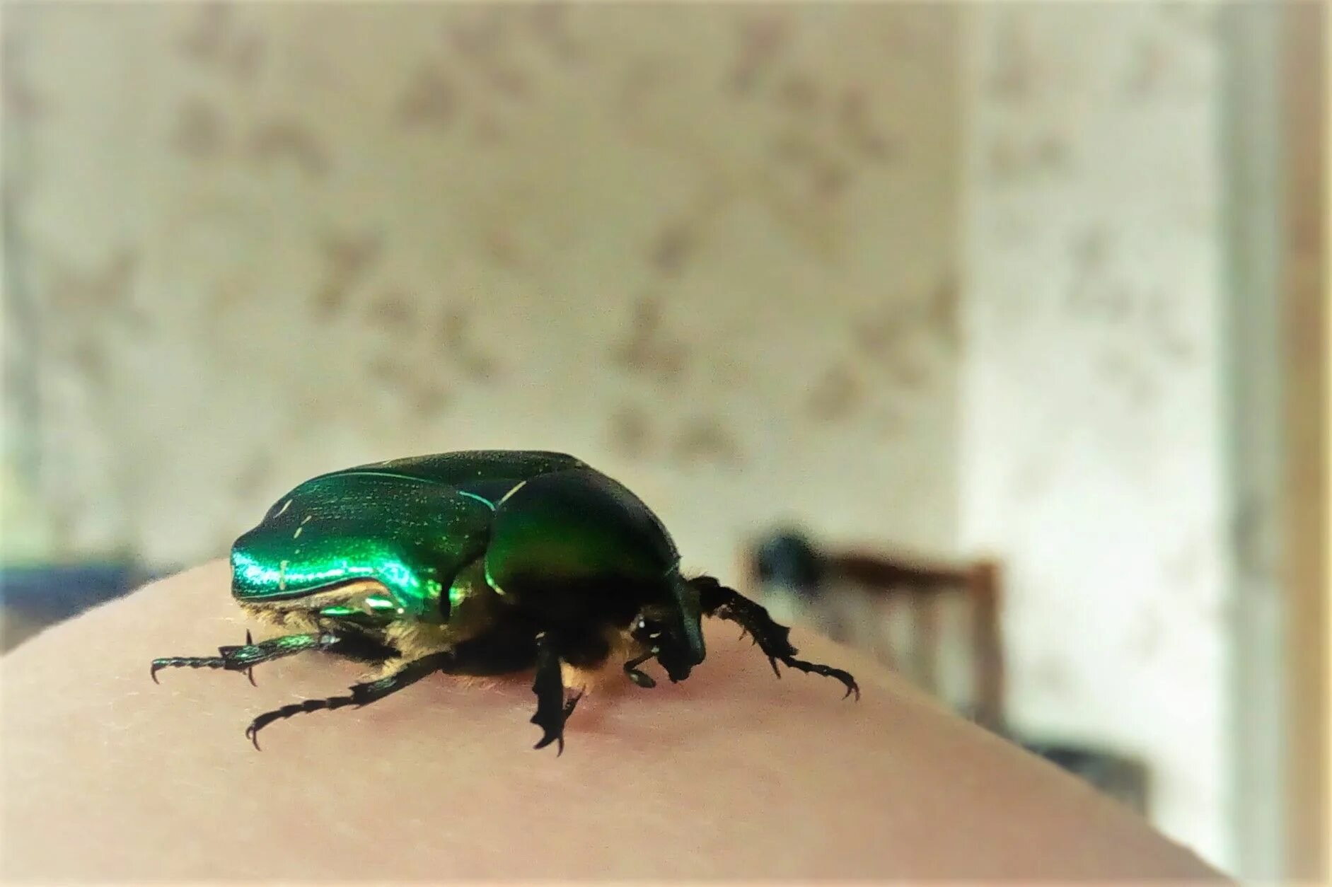 Жесткокрылые жук носорог. Кожеед шубный - attagenus pellio. Вымершие жуки. Prosopocoilus savagei. Жук волдырь.