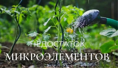 Утром или вечером лучше поливать