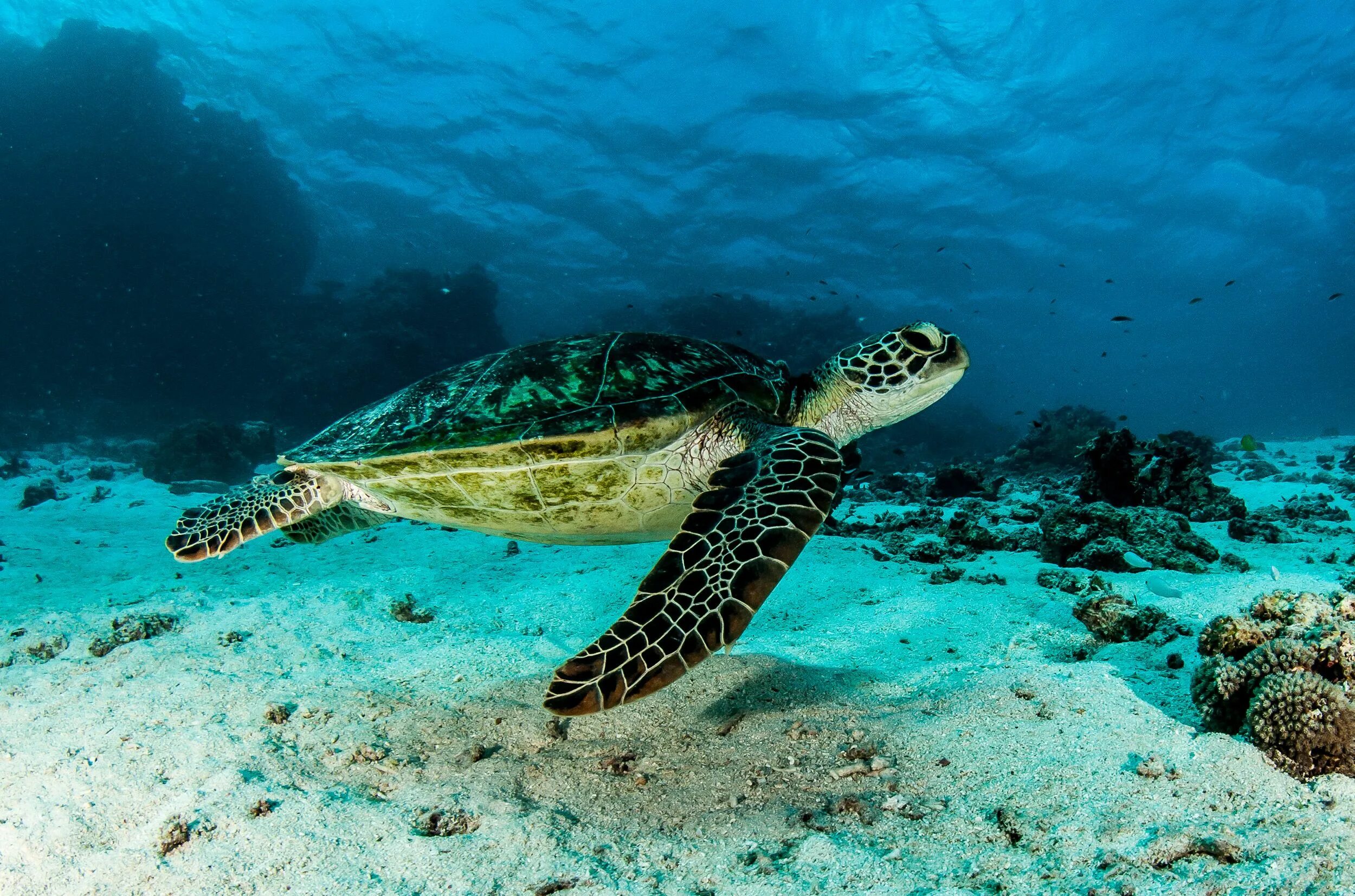 Left turtle. Зеленая черепаха риф Нингалу. Морские черепахи синхронно. Черепаха в море на рабочий стол. Морская черепаха обои на рабочий стол.