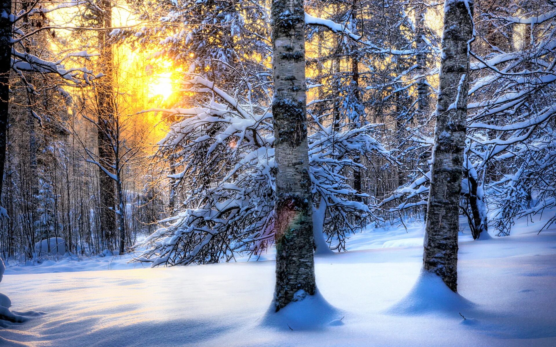 Красивый зимний лес. Зимний лес. Зимой в лесу. Зимний пейзаж. Пейзаж зимний лес.