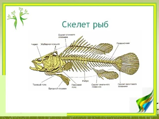 Скелет рыб 7 класс. Строение скелета речного окуня. Скелет рыбы. Скелет рыбы схема. Название отделов скелета рыбы.