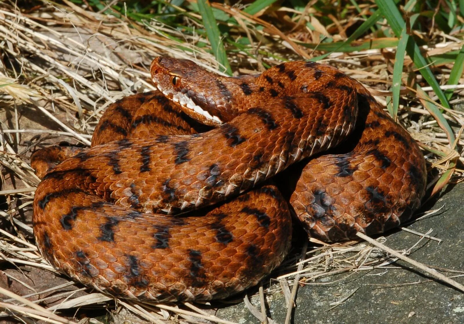 Vipera оборудование 2.0. Обыкновенный щитомордник. Змея Уссурийский щитомордник. Малайский щитомордник. Восточный щитомордник.