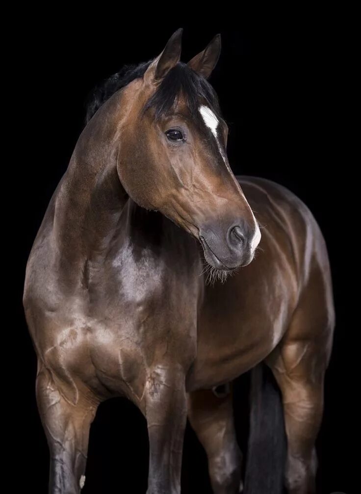 Dark brown arabian Horses, Beautiful arabian horses, Horse breeds