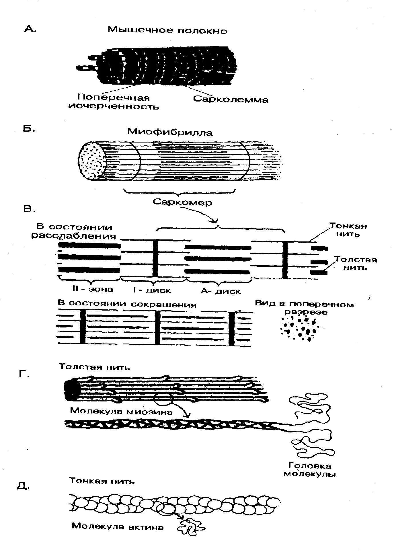 Саркомера мышечного волокна. Строение саркомера мышечного волокна. Строение миофибриллы биохимия. Саркомер строение биохимия. Схема саркомера миофибриллы мышечного волокна.