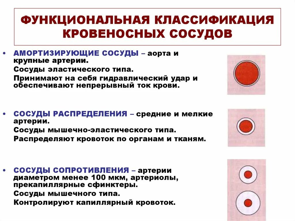 Установите соответствие между типом кровеносных сосудов. Структурно-функциональная классификация сосудов. морфо-функциональная классификация кровеносных сосудов.. функциональная классификация сосудов нормальная физиология. морфофункциональная классификация кровеносных сосудов физиология.
