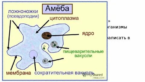 Какие процессы сопровождающие питание амебы изображены