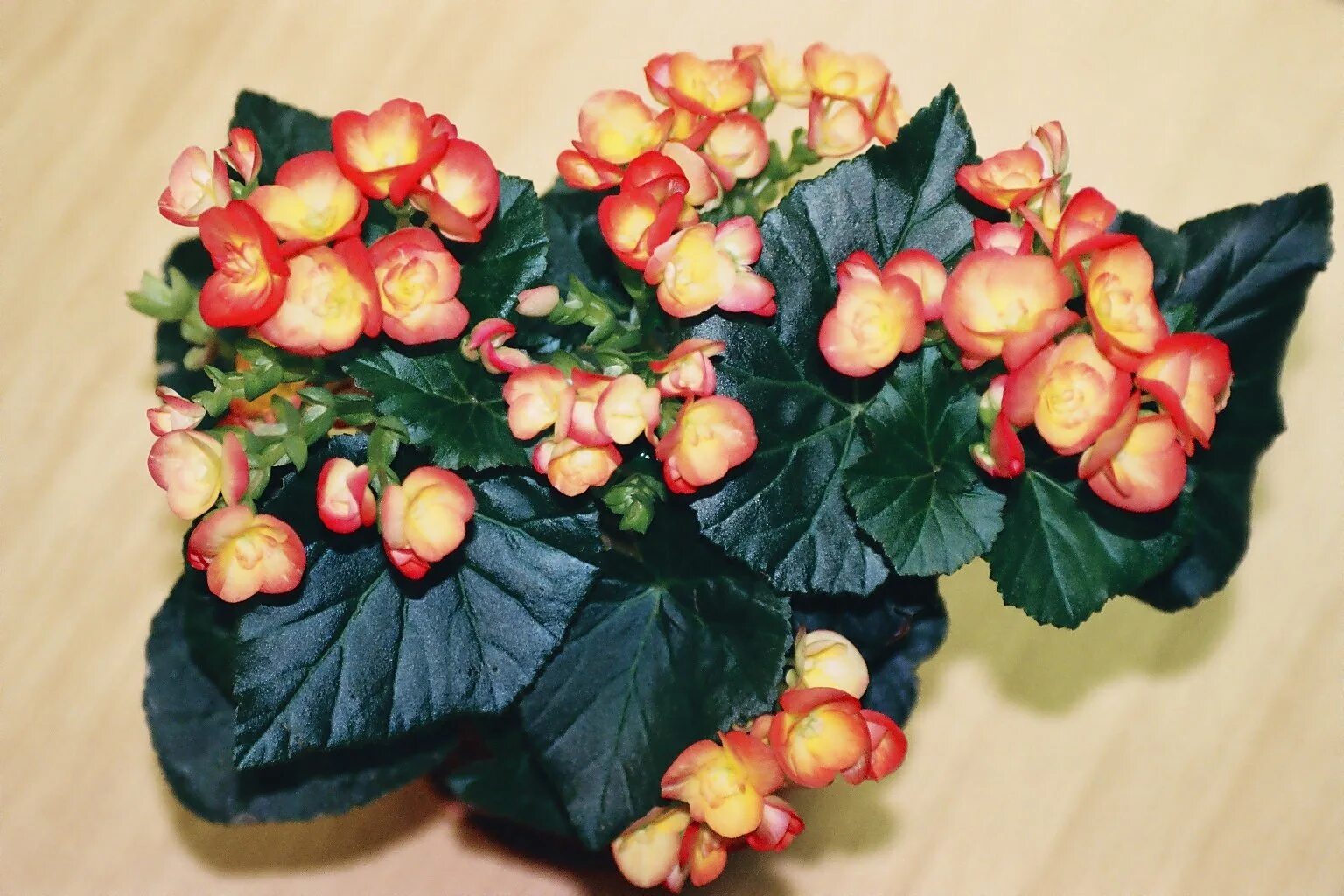 Бегония Элатиор Пегги. Бегония Креднера (Begonia credneri). Бегония комнатная клубневая. Бегония морнинг Дью. Элатиор как ухаживать