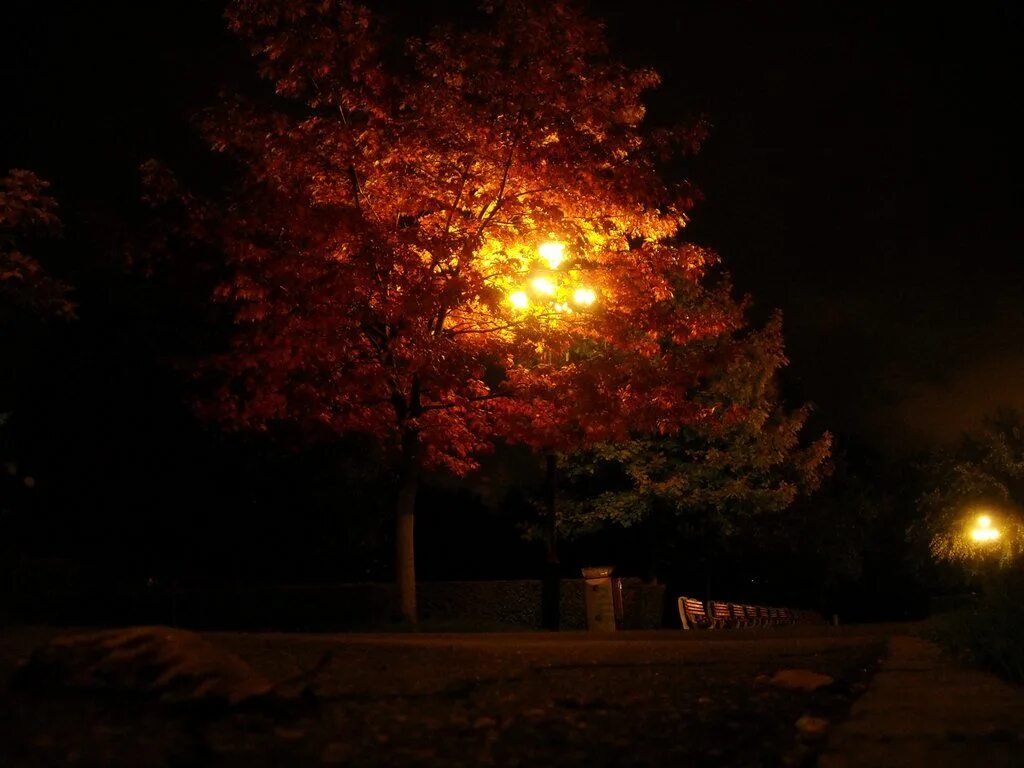 Темным осенним вечером. Осенняя ночь. Осень ночь. Ночь осенью. Осенние деревья ночью.