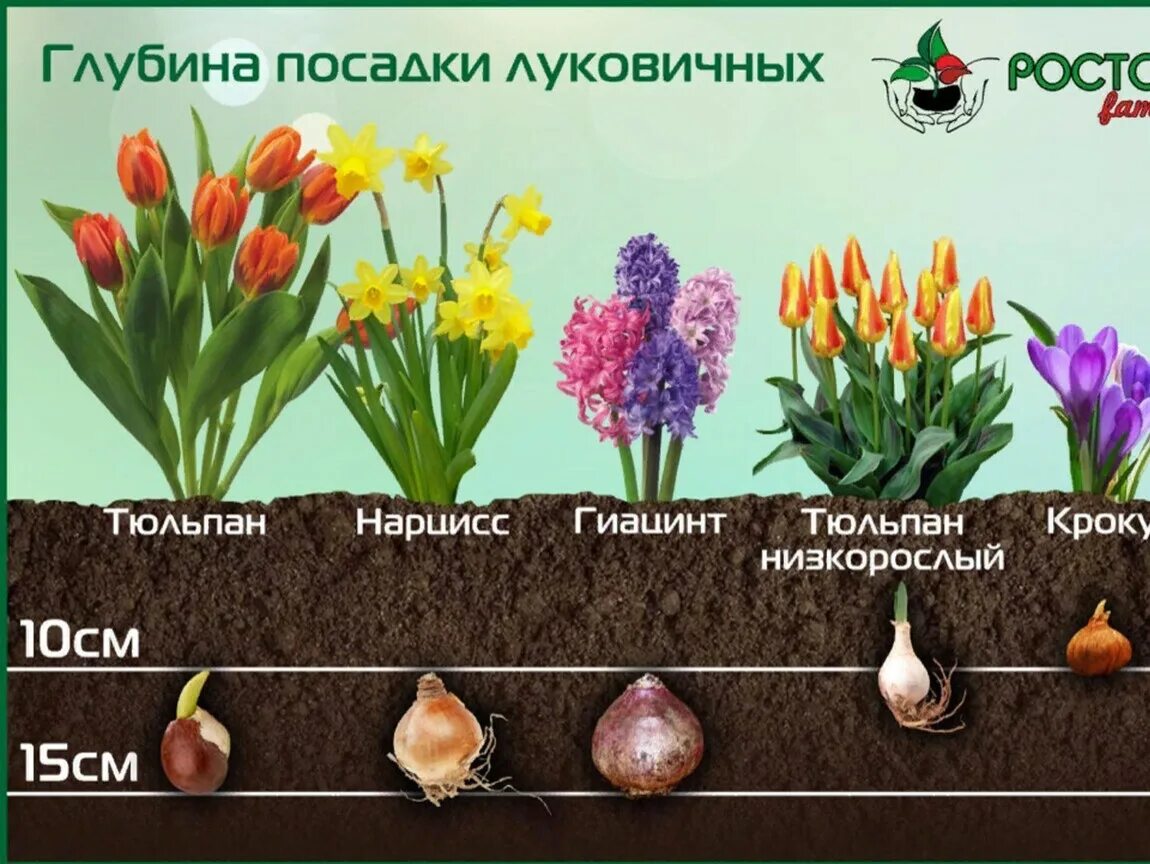 Семена сразу в грунт какие цветы. Тюльпаны+крокусы+нарциссы+гиацинты. Тюльпаны крокусы гиацинты. Глубина посадки луковиц тюльпанов. Глубина посадки луковиц нарциссов.