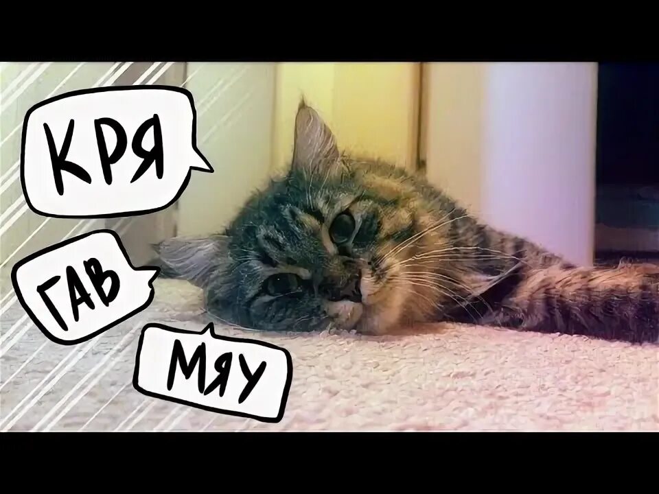 Смешное мяу. Покажи картинку смешной сони. Мяу фото. Смешное мяу. Crazy cat sing.