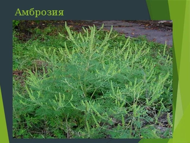 Амброзия которую зевс запивал нектаром. Амброзия которую зевс запивал нектаром