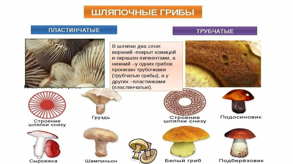 Шляпка гриба предложение. Шляпка гриба предложение