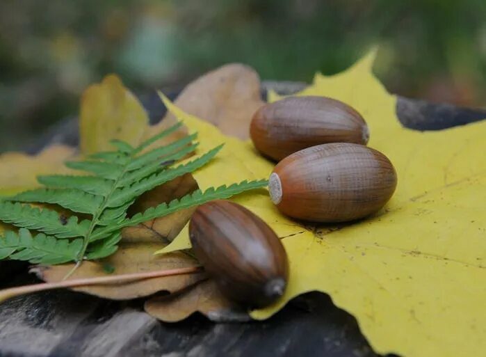 желудь символ. желудь рисунок для детей. брошь янтарь листик. украшение «жёлудь». желудь символизирует.