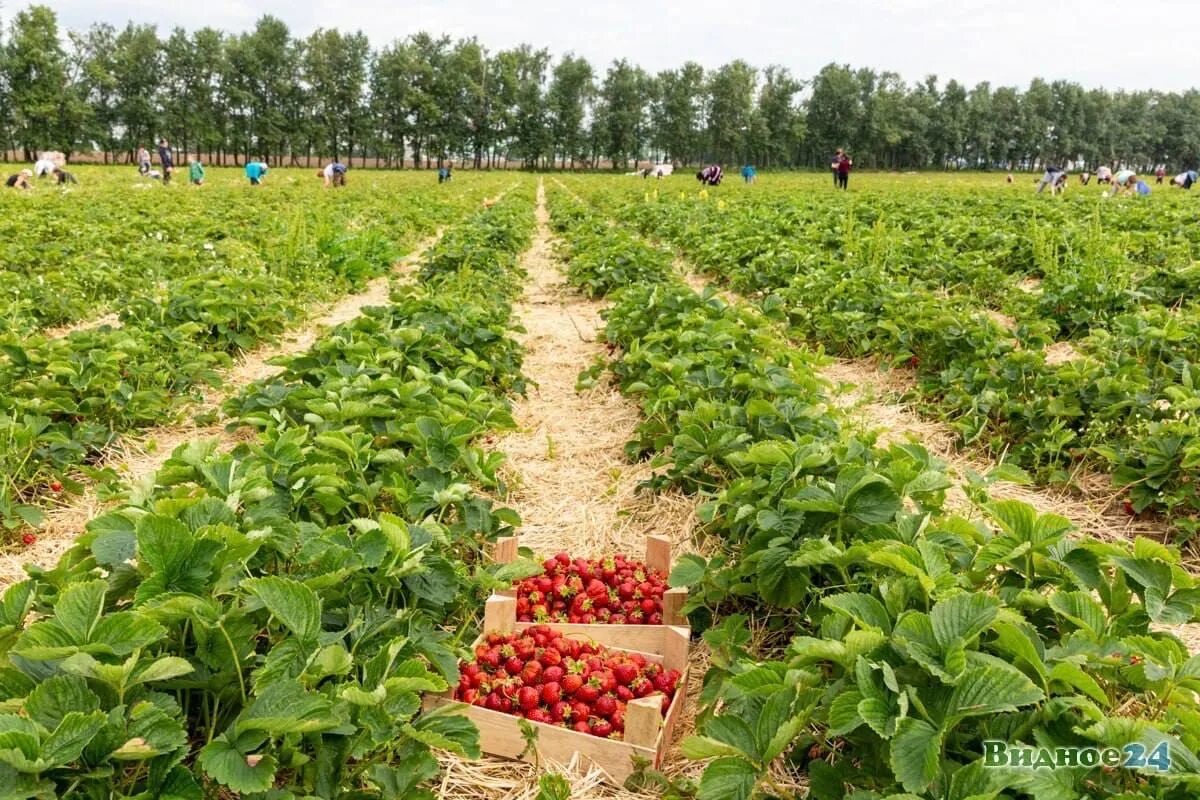 Земляничный город совхоз имени ленина 21б. Ленинский совхоз клубника. совхоз имени ленина сбор клубники. клубника сбор совхоз им ленина. видное клубника совхоз имени ленина.