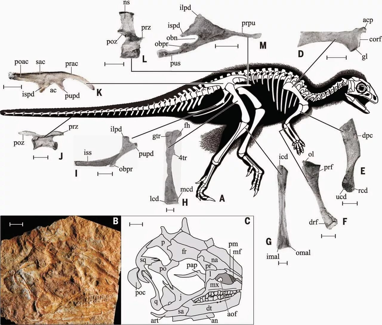 Какой 1 динозавр. Kulindadromeus zabaikalicus. Кулиндадромеус скелет. Кулиндадромеус динозавр. Кулиндадромеус Забайкальский размер.