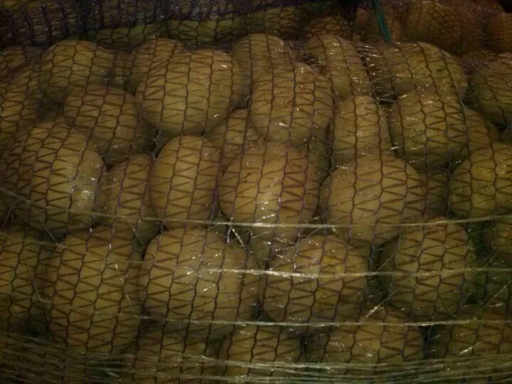 Срок созревания картофеля сорта коломбо. Коломба картофель семенной. сорт картофеля коломбо. сорт картошки колумба. сорт картошки коломбо.