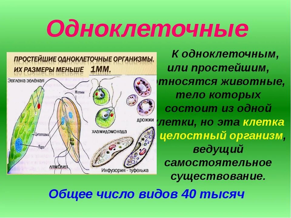 Одноклеточные животные. Одноклеточные простейшие. Одноклеточные организмы. Одноклеточные организмы животных. Почему простейшие живые