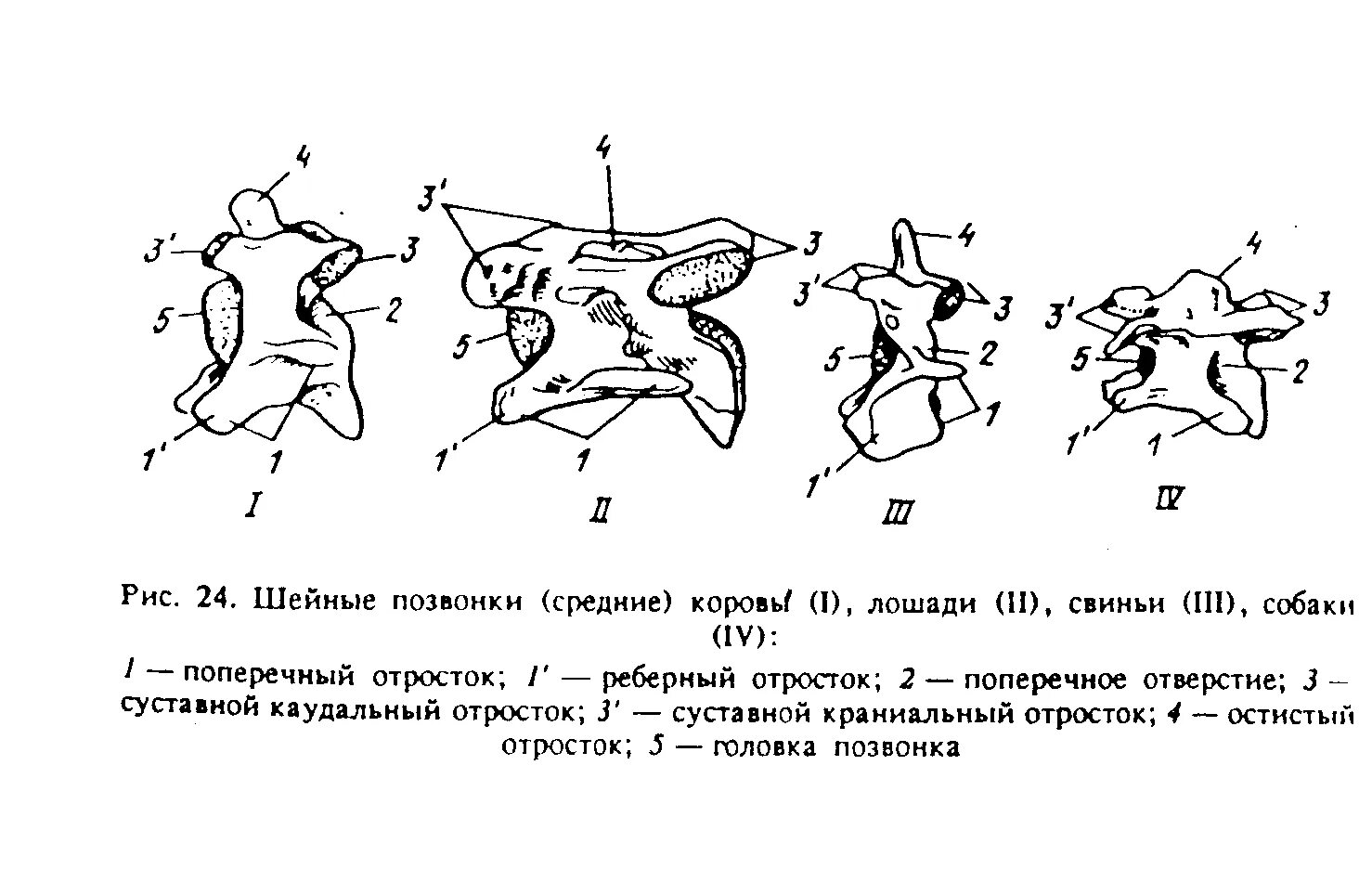 Особенности строения позвоночника собаки. Второй шейный позвонок у животных строение. Средние шейные позвонки анатомия животных. Строение шейного позвонка КРС. Строение шейных позвонков КРС.