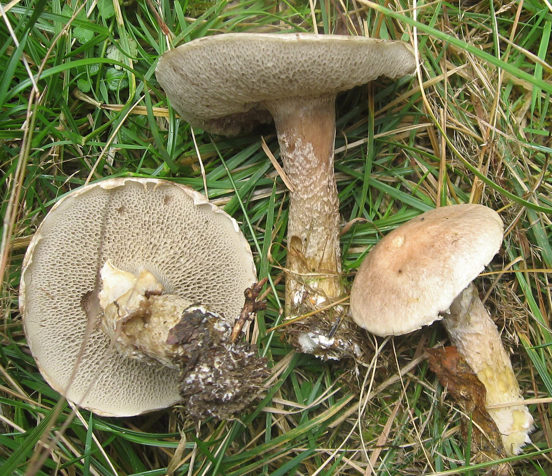 Гриб снизу. Suillus aeruginascens. Suillus Viscidus. Масленок серый. Грибы масленок серый.