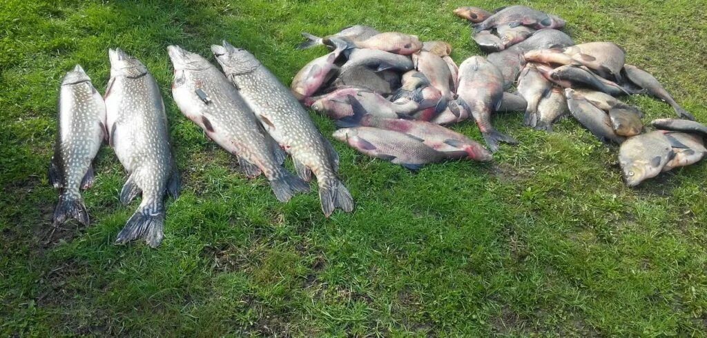Рыба в лен обл. Река кобона рыбалка. нарвское водохранилище рыбалка. нахимовское озеро ленинградская область рыбалка.