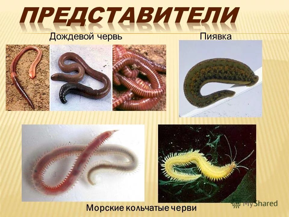 Какая симметрия у змеи. Кольчатые черви. Дождевой червь симметрия тела. Тип симметрии червей. Морские кольчатые черви.