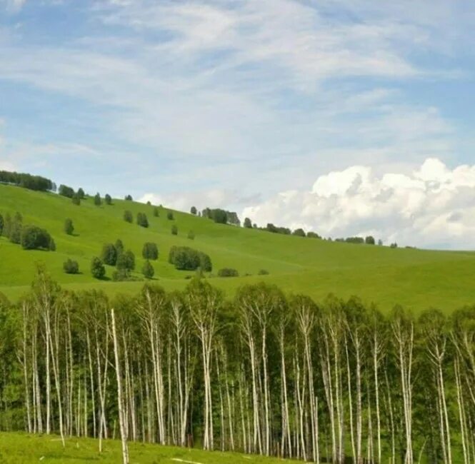 Погода в туманово солонешенский. Солонешное алтайский край домов. Алтайский край солонешенский кряж. Барсуково алтайский край солонешенский. Село степное, улица подгорная.