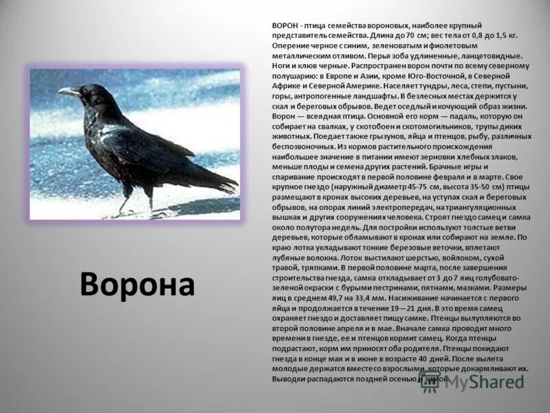 Вороны 3 русская язык. Ворона описание птицы. Описание о вороне. Ворона доклад. Рассказ о воронах.