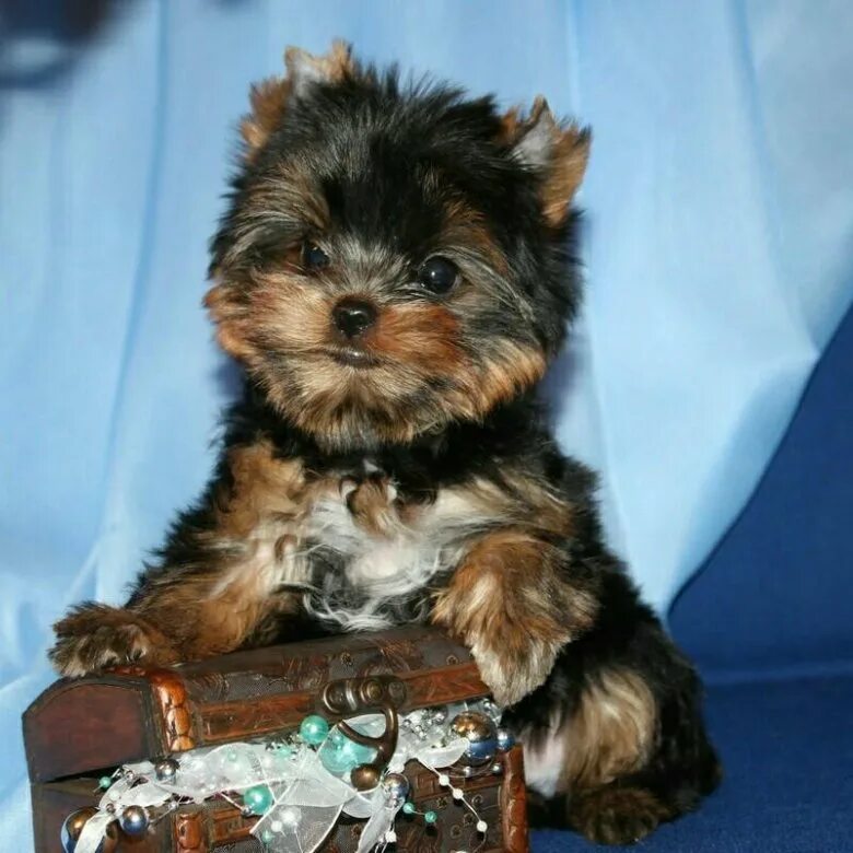 йоркширский терьер мини. мини йорк отзывы. йорк стандарт. мини йорк отзывы. беременный йоркширский терьер мини.