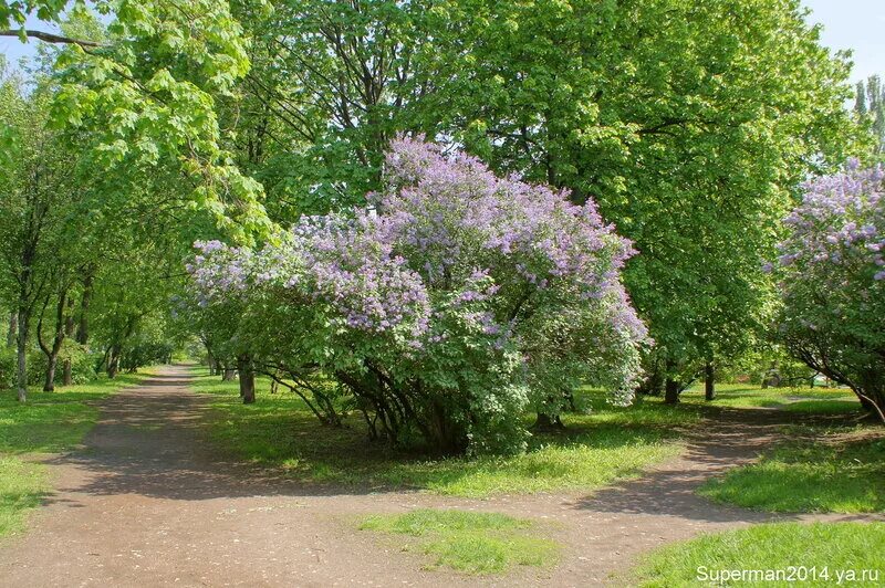 Памятник первому спутнику измайлово. Район сиреневого бульвара. Москва сирени бульвар. Сиреневый сад черкизовская. Сиреневый бул.