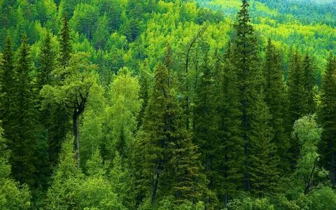 Сибирский хвойный лес на букву у