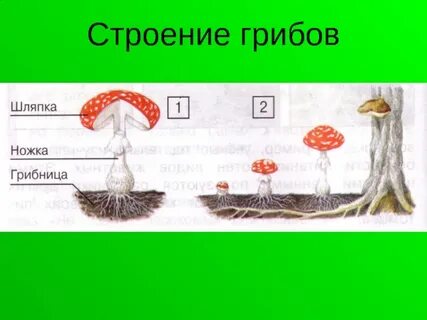 Схема строения гриба 3 класс окружающий