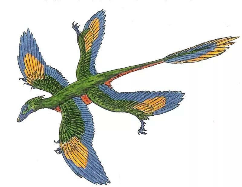 Микрораптор. Четырехкрылый микрораптор. microraptor zhaoianus. микрораптор летающий динозавров. археоптерикс и микрораптор.