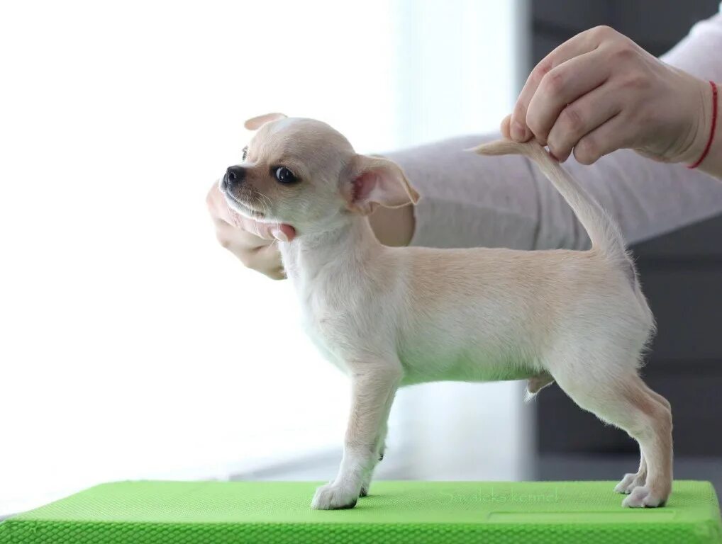 Щенок чихуахуа фото 1 месяц как выглядит Pin on cute animals