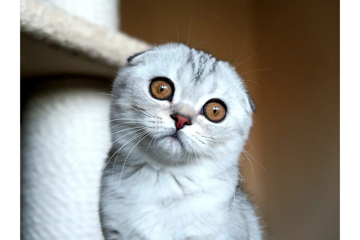 Шотландские кошки интересные факты. Шотландский вислоухий скоттиш. Шотландская кошка скоттиш фолд. Шотландская вислоухая scottish fold. Шотландские кошки интересные факты.