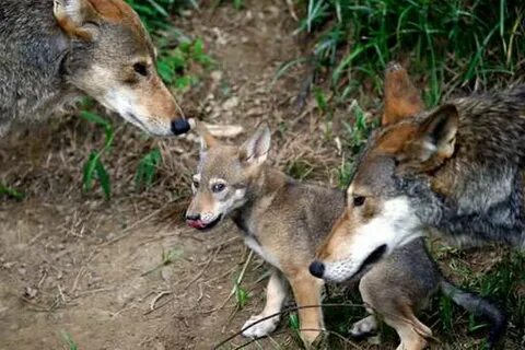 Red wolf 18