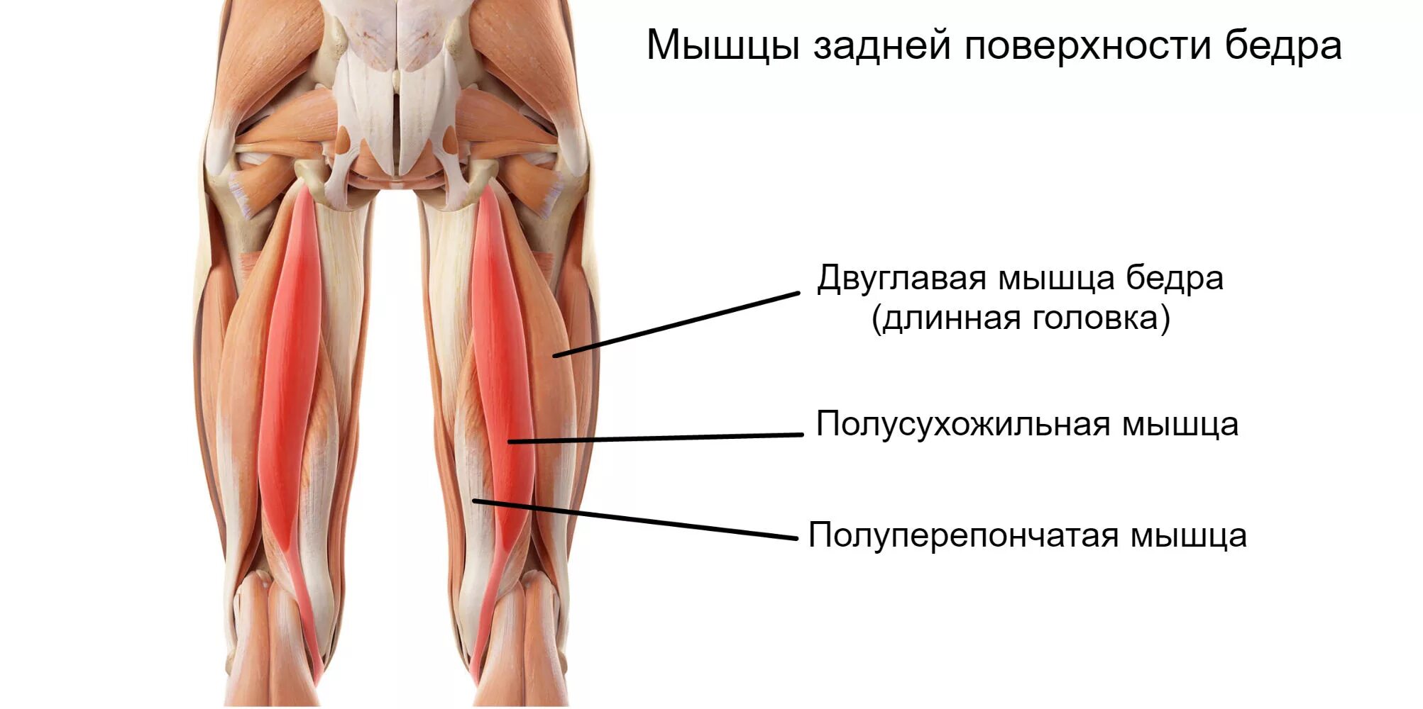 Зажала ляшками. Задняя группа полусухожильная мышца бедра. Мышцы задней части бедра анатомия. Длинная головка двуглавой мышцы бедра. Двуглавая мышца бедра крепление и функции.