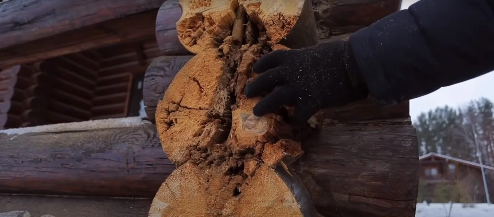 Гнилая древесина. Сгнившие бревна из деревянных зданий. Прогнивший деревянный пол. Гнилой нижний венец. Гниение деревянных конструкций.